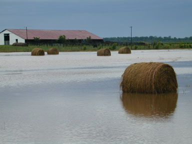 IN Hay Flooded Field